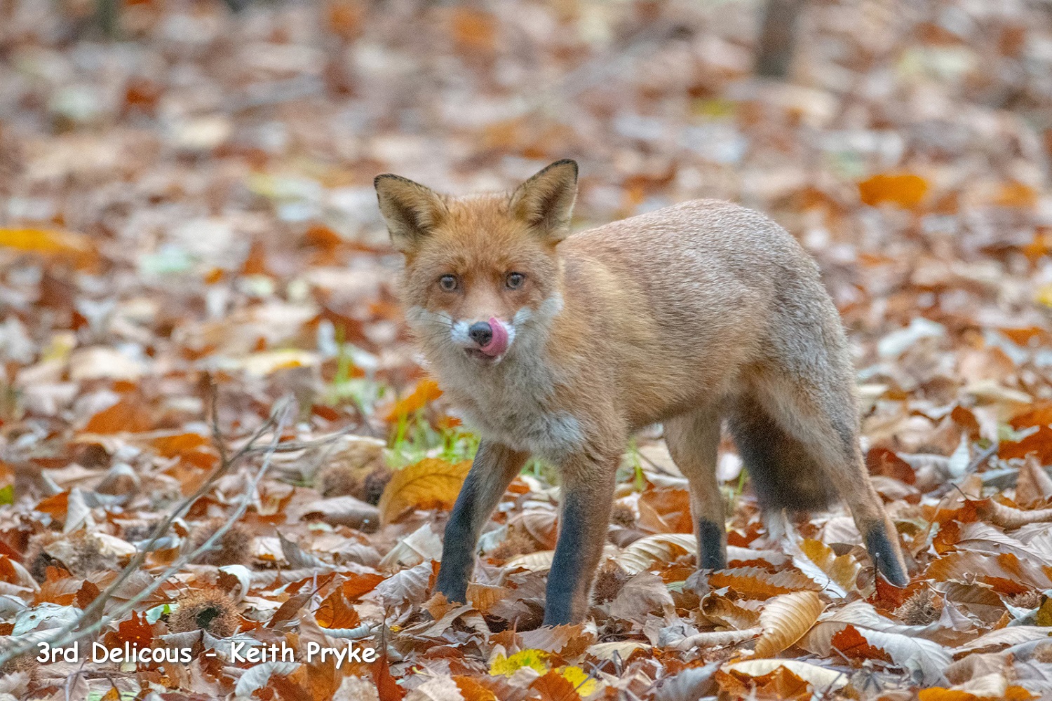 Delicious Keith Pryke